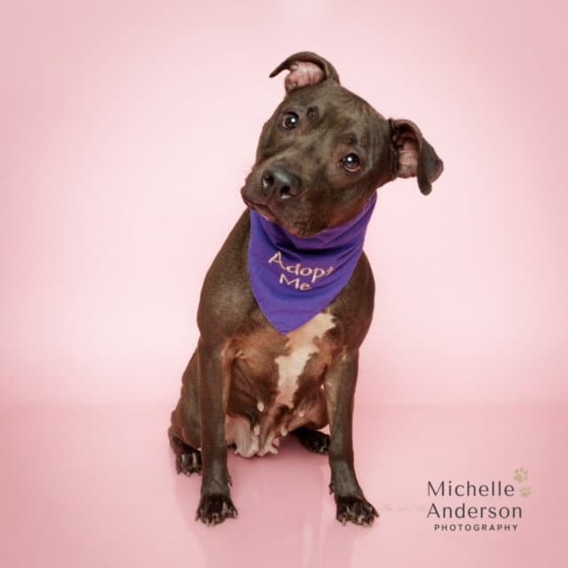 Kalani - Pit Bull Terrier