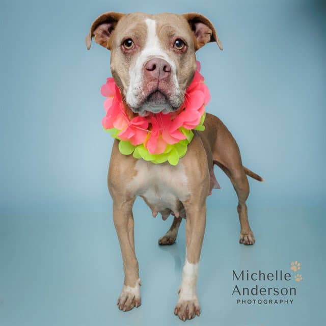 Phoebe - Pit Bull Terrier