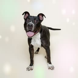 Biscuit image 1
