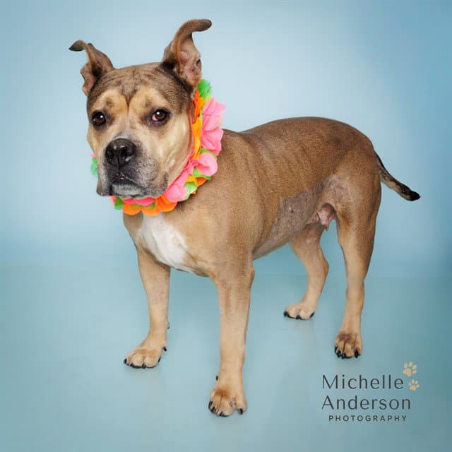 Cashmere - Pit Bull Terrier