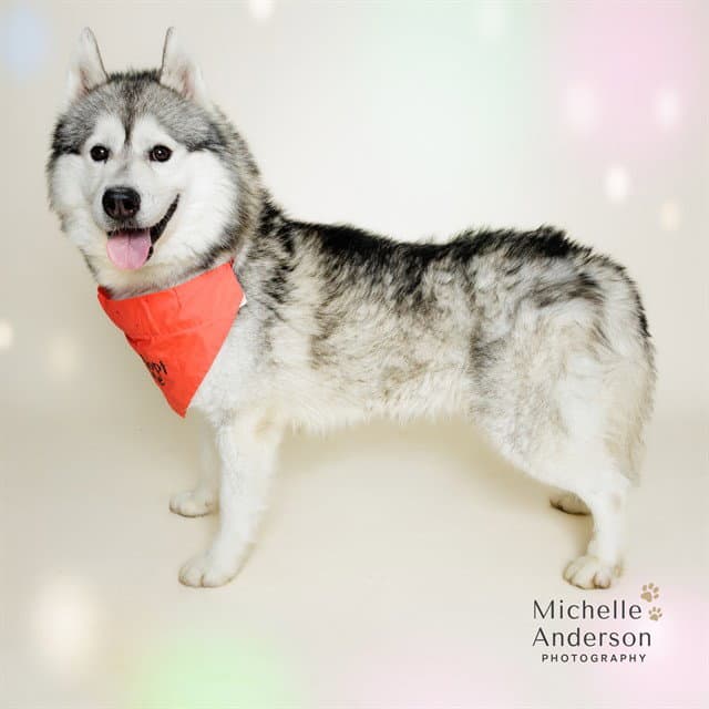 Banks - Siberian Husky