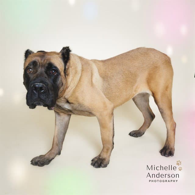 Yogi - Mastiff