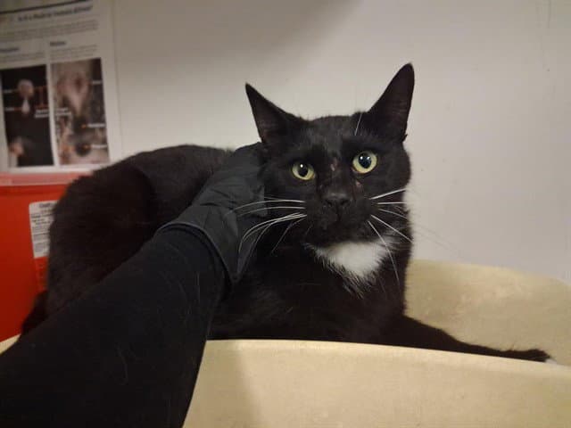 Alfred - Domestic Short Hair