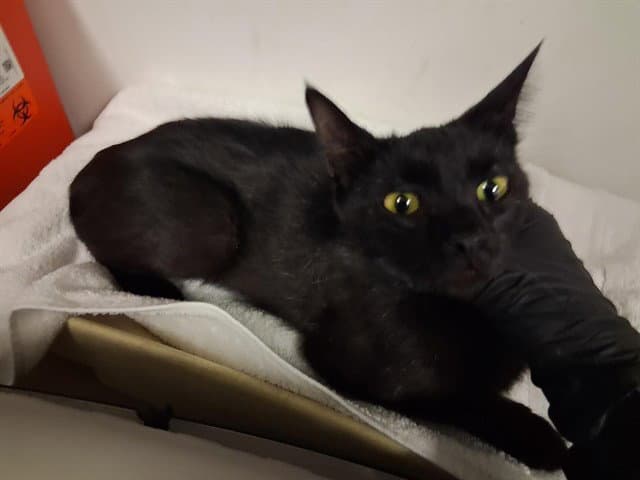 Unknown - Domestic Short Hair