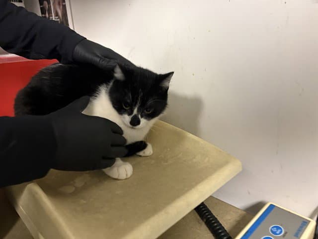 Unknown - Domestic Short Hair