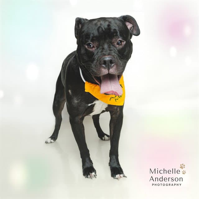 Bruce Wayne - Pit Bull Terrier