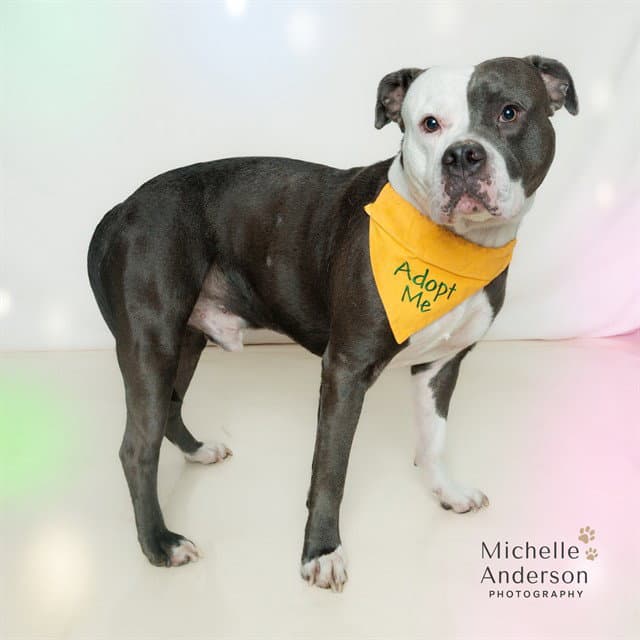 Guapo - Pit Bull Terrier