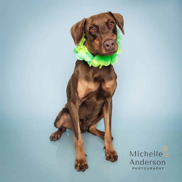 Unknown - Doberman Pinscher