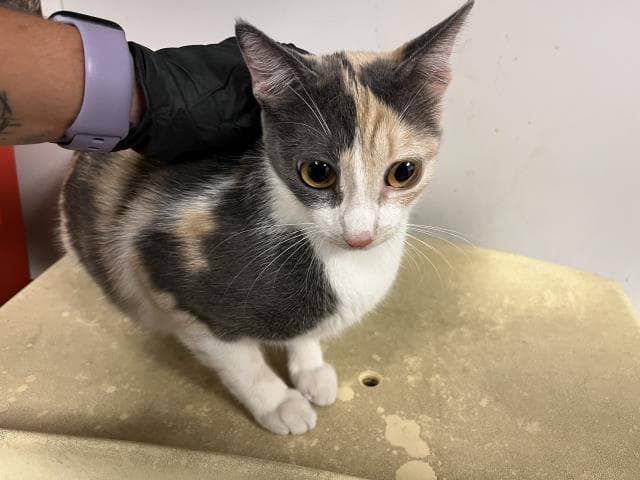 Unknown - Domestic Short Hair