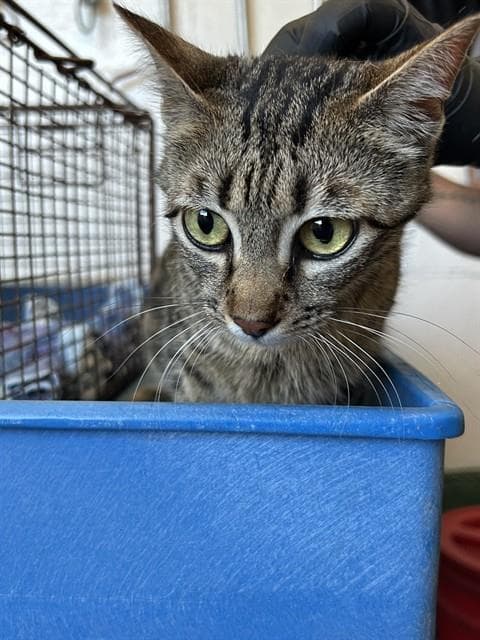 Unknown - Domestic Short Hair
