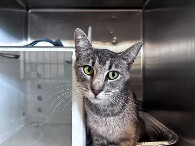 Unknown - Domestic Short Hair