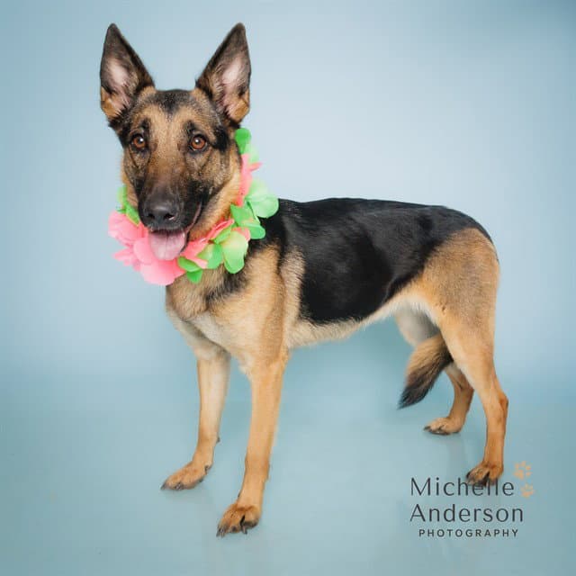 Unknown - German Shepherd Dog