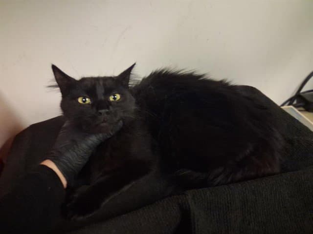 Unknown - Domestic Long Hair