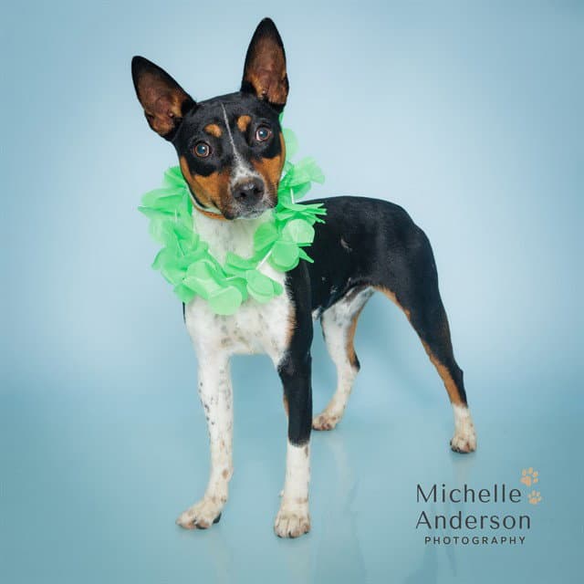 Jackson - Jack Russell Terrier (Parson Russell Terrier)