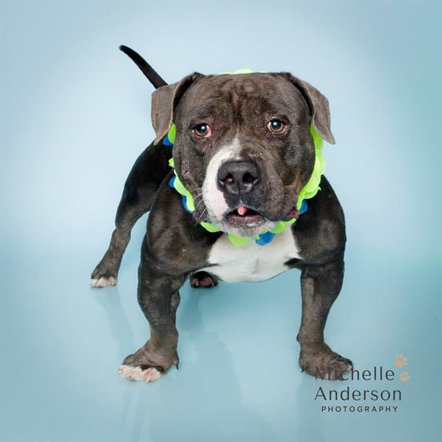 Unknown - Pit Bull Terrier