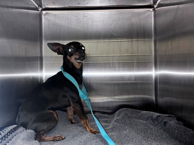 Unknown - Miniature Pinscher