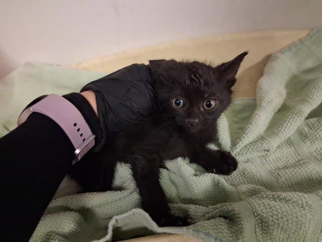 Unknown - Domestic Short Hair