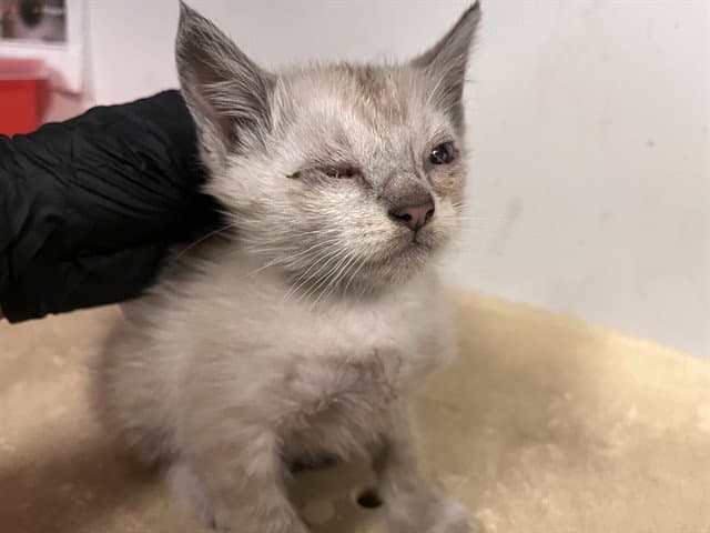 Unknown - Domestic Short Hair