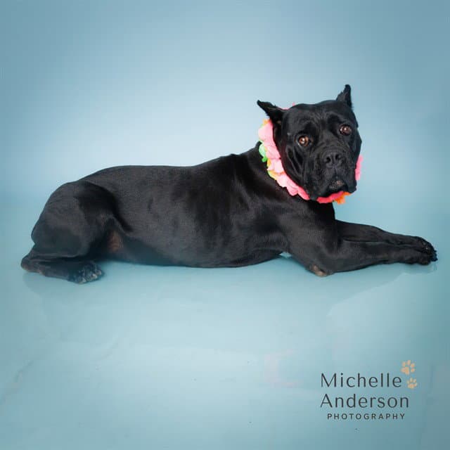 Beauty - Cane Corso Mastiff
