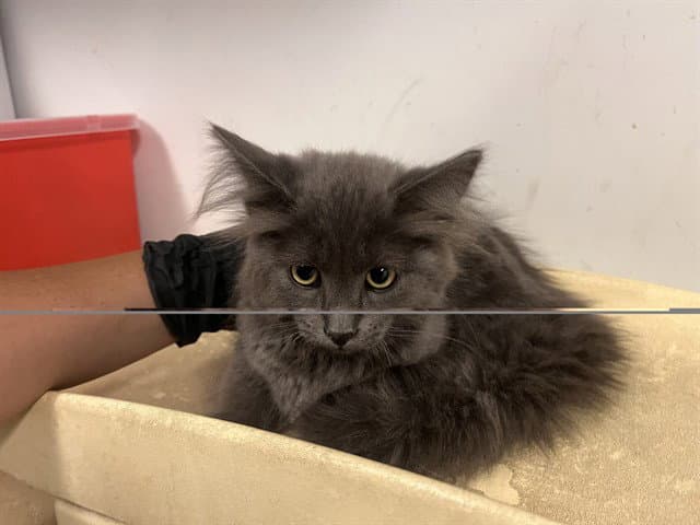 Unknown - Domestic Medium Hair
