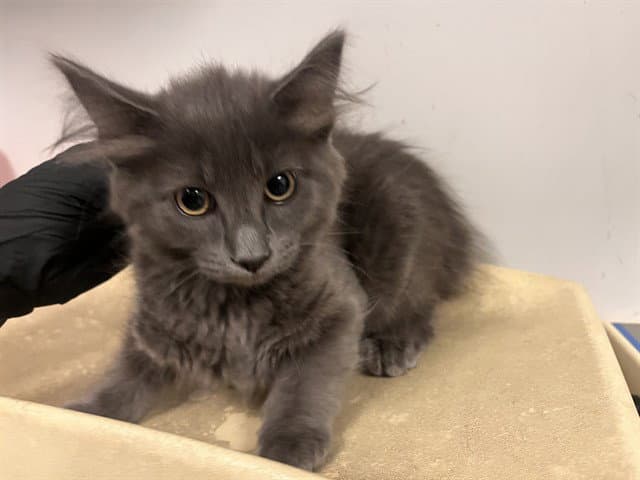 Unknown - Domestic Medium Hair