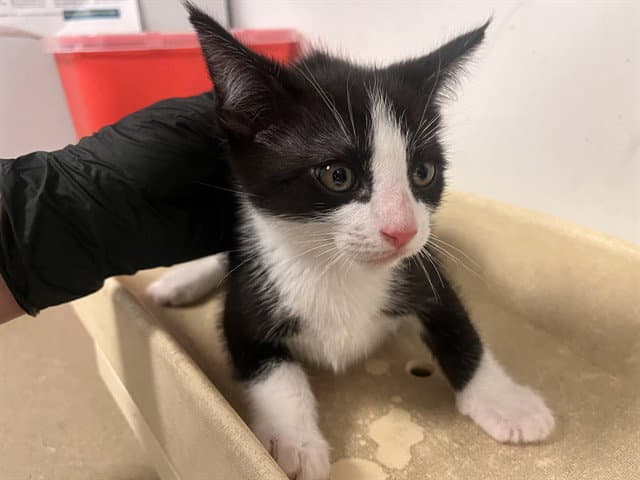 Unknown - Domestic Short Hair