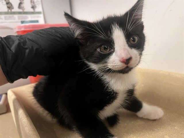 Unknown - Domestic Short Hair