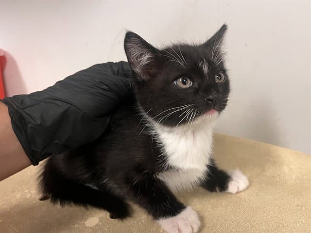 Unknown - Domestic Short Hair