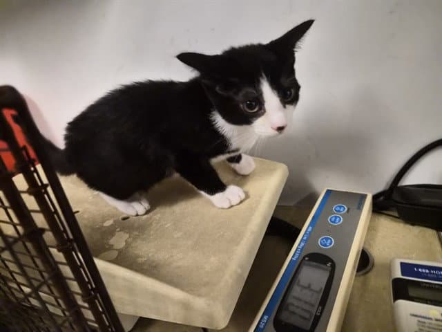 Unknown - Domestic Short Hair