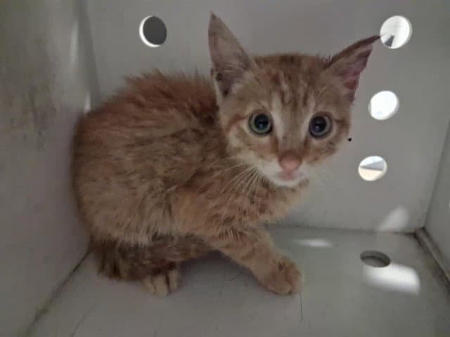 Unknown - Domestic Short Hair