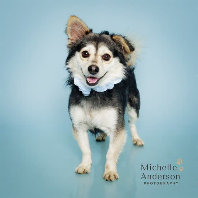 Dudley - Pomeranian
