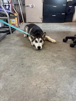 Rocko image 1