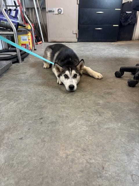 Rocko - Siberian Husky