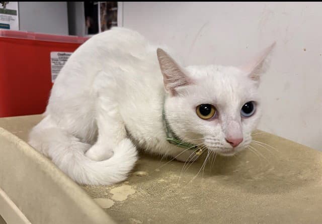 Unknown - Domestic Short Hair