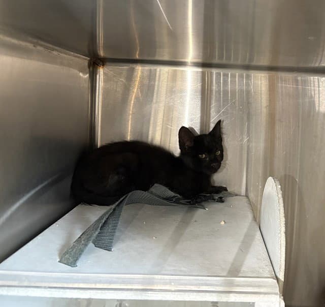 Unknown - Domestic Short Hair