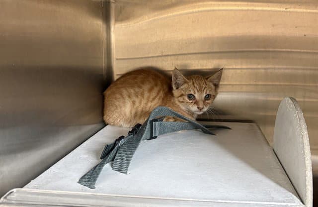 Unknown - Domestic Short Hair