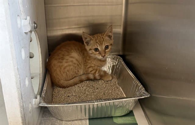 Unknown - Domestic Short Hair