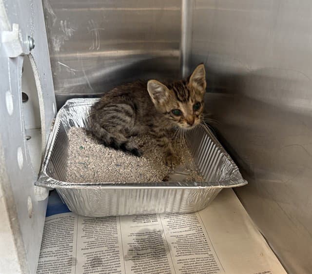 Unknown - Domestic Short Hair