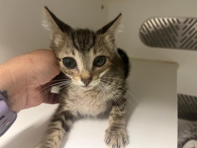 Unknown - Domestic Short Hair