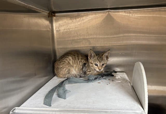 Unknown - Domestic Short Hair