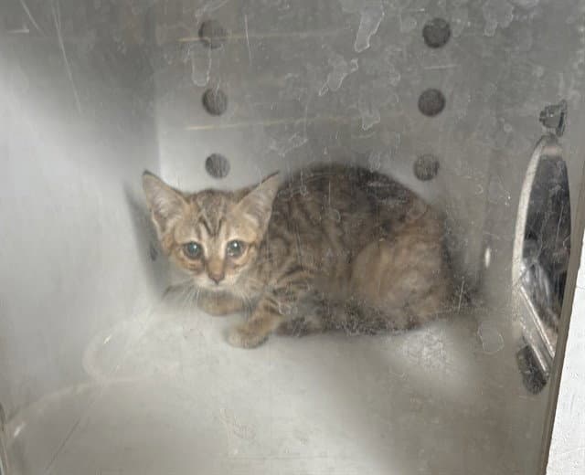 Unknown - Domestic Short Hair