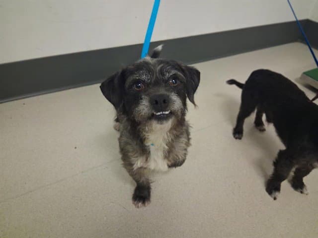 Unknown - Terrier