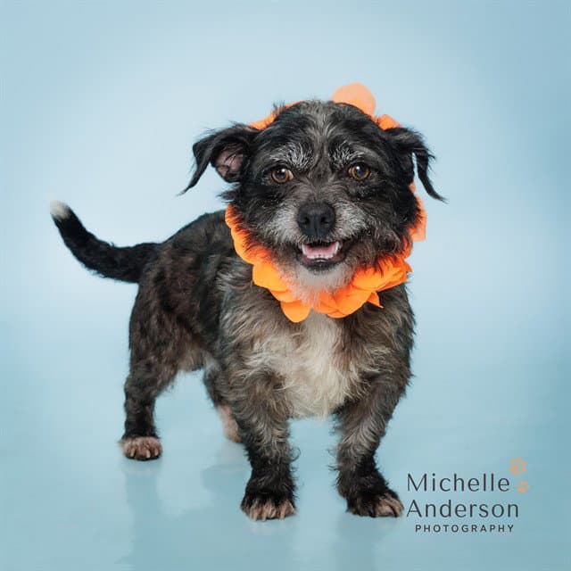 Unknown - Terrier