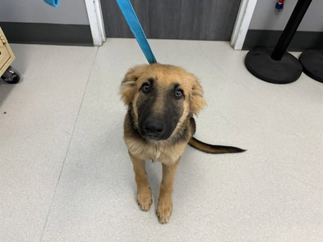 Kaliah - German Shepherd Dog