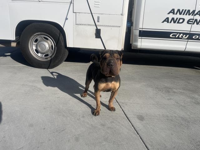 Moon - Chinese Shar-Pei