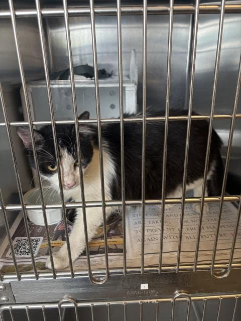 Unknown - Domestic Medium Hair