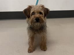 Kibbles image 1