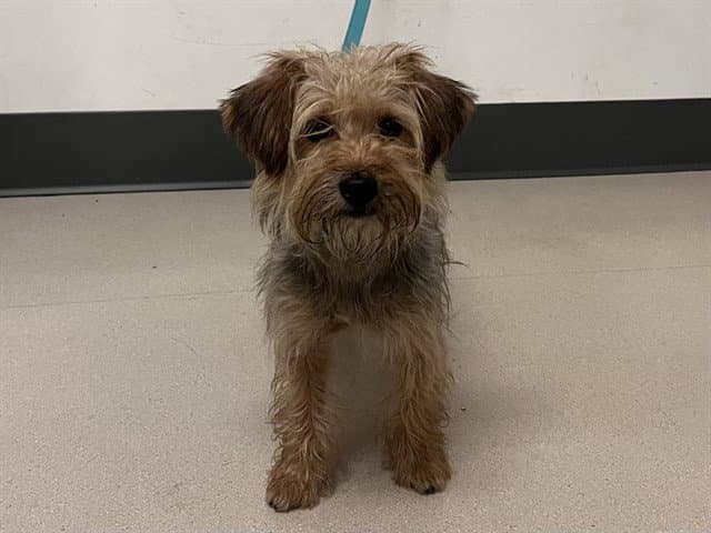 Kibbles - Yorkshire Terrier Yorkie