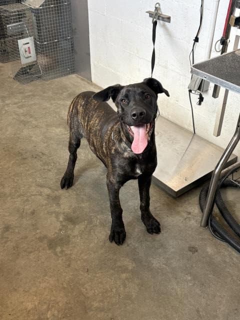 Coleman - Mastiff