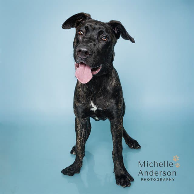 Coleman - Mastiff
